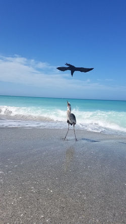 PELICAN ATTACK