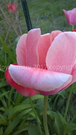 opening-into-the-newness-of-the-day