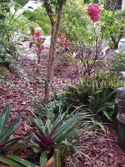 Florida Shrubs of Beauty