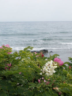 flowery-against-the-sea