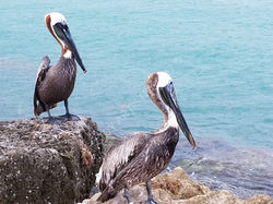 Two for One Pelicans