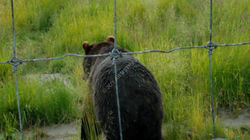 Bear heads to the pond
