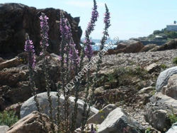 purple-flocks-near-beach