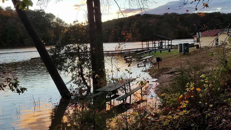 Close-up view of colorful autumn leaves on a tree branch