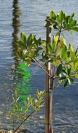 Nokomis-channel-marker-reflection