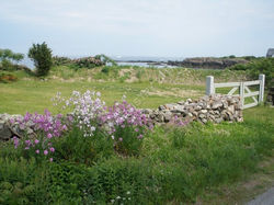 colorful-meadow-oqunquit