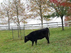 DARK SIDE OF THE COW