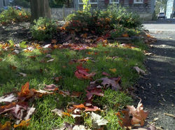 leaves-play-under-the-tree