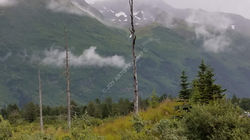 Alaskan Bare Tree