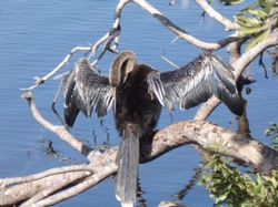 DRYING FEATHERS COMORANT