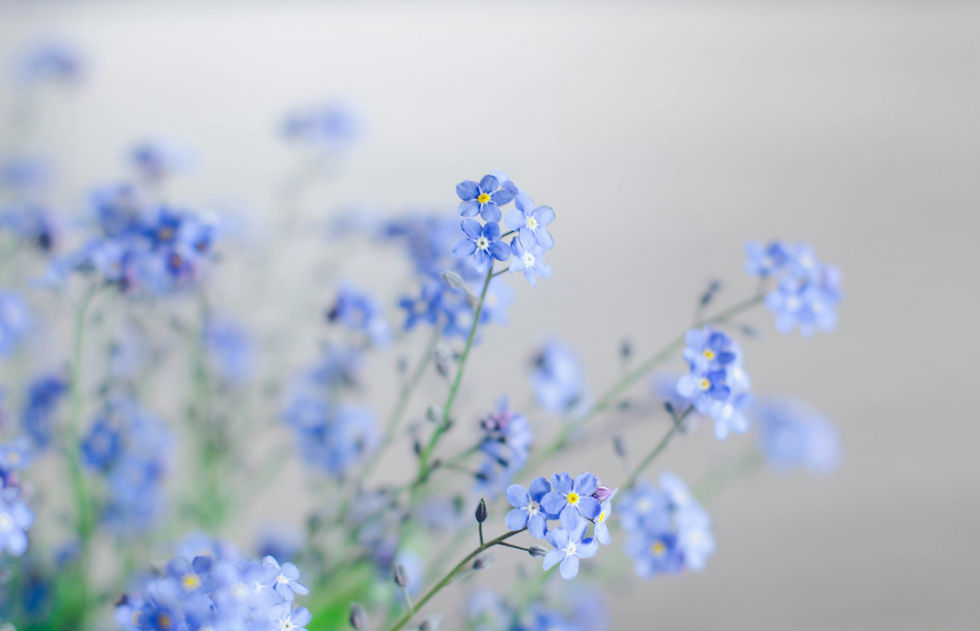 Forget me nots 2.jpg