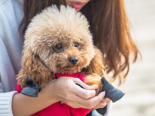 Beautiful Cavapoochon Puppies San Diego