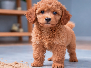 Hypoallergenic Cavapoochon Puppies