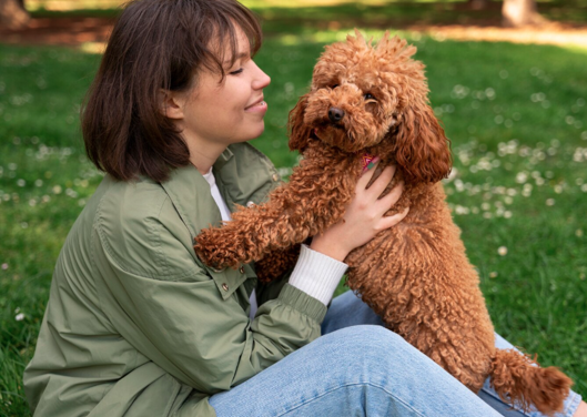 Buy Cavapoochon Puppies Denver