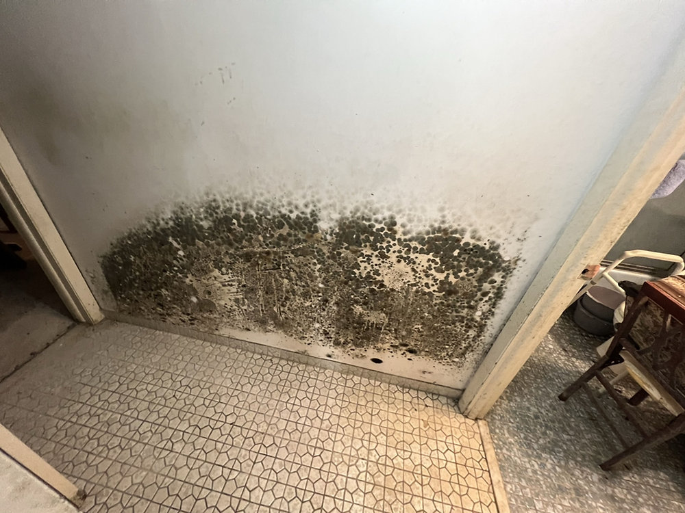 What Does Weed Mold Look Like What does mold look like??