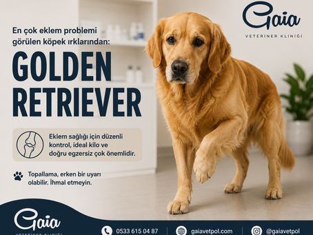 Köpeğim Topallıyor, Neden Olabilir?