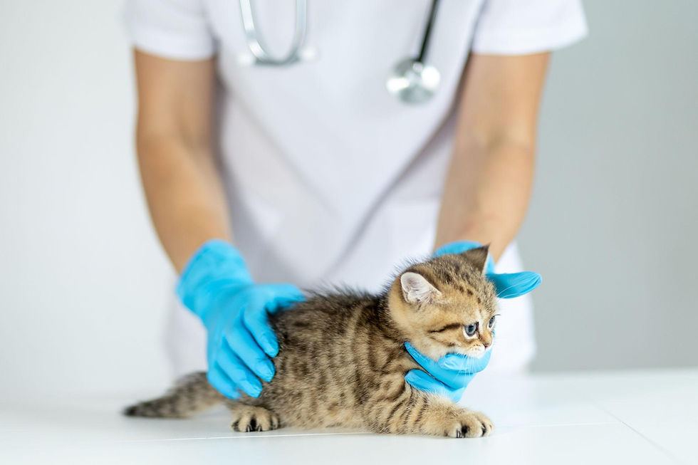 Kedi ve köpeklerde aşı takvimi Gaia Veteriner Kliniği Denizli