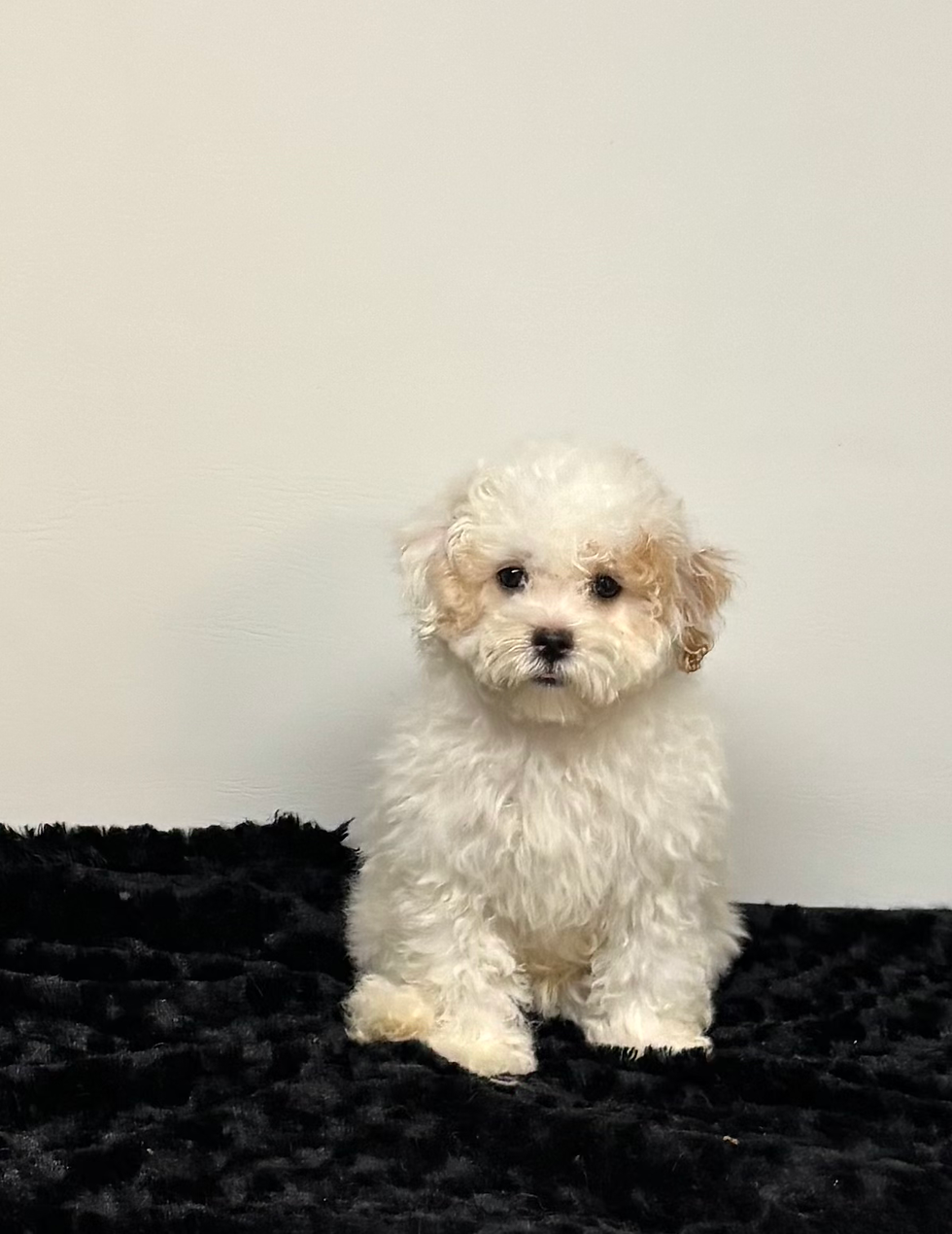 Carter - Available
