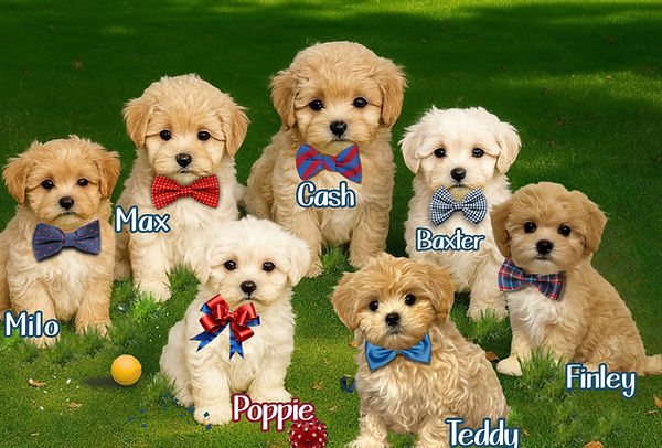 Bentley's Pups_edited.jpg