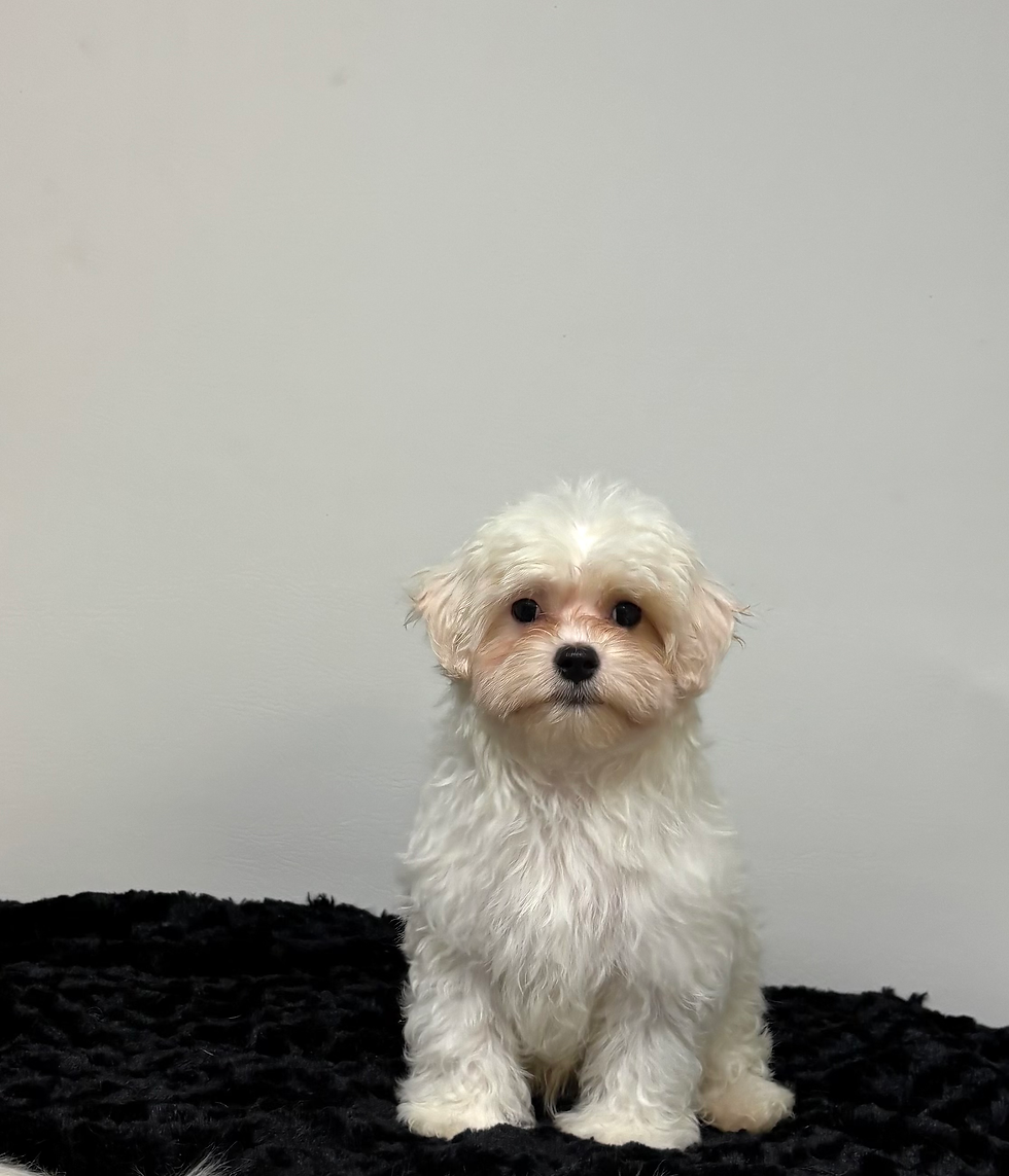 Baxter - Available