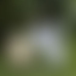 Ελιά και κέντημα I Έκτορας Πέτρος