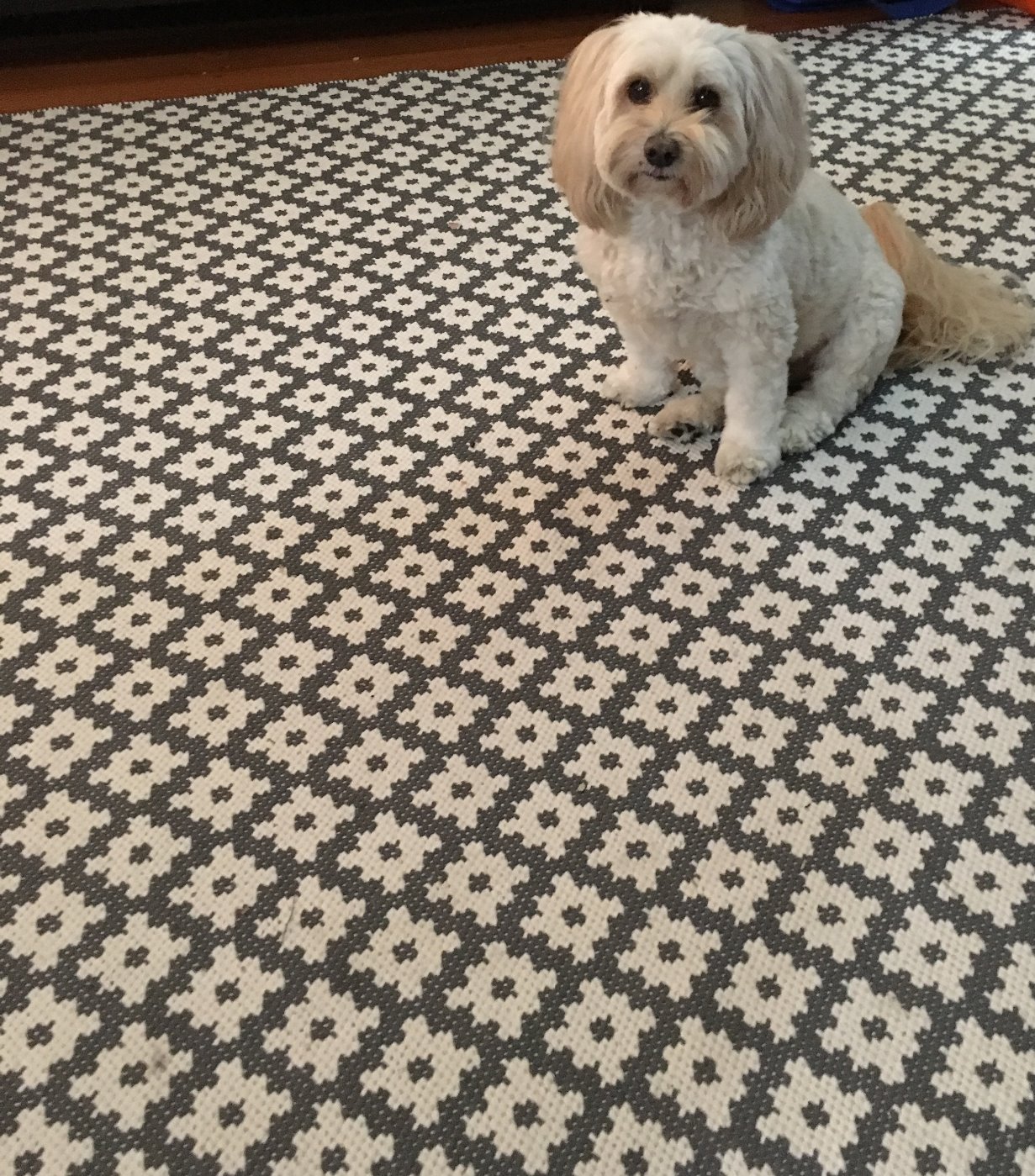 Samade Indoor/Outdoor Rug
