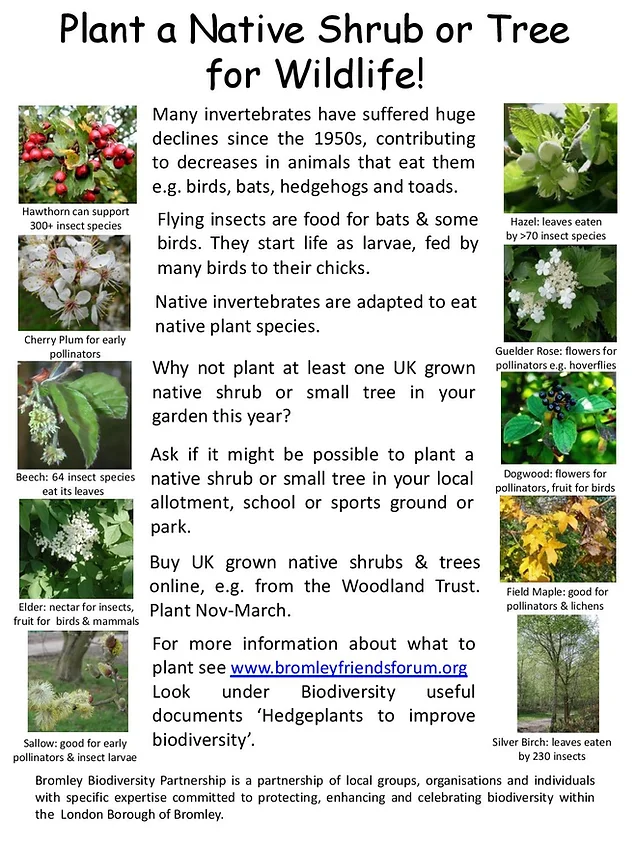 Downe Orchard Downe
