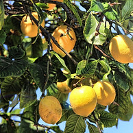 lemon essential oil