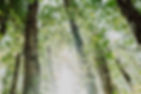 bottom-view-group-trees.jpg