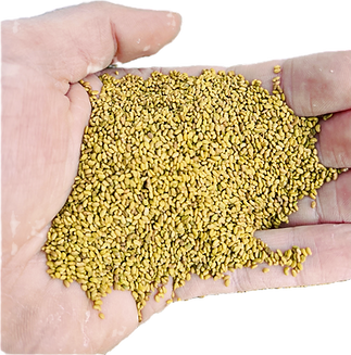 Gem State Seed-Alfalfa Seed-Quality Alfalfa-High Yielding Alfalfa-Alfalfa Hay-Dairy Hay-Salt Tolerant Alfalfa-Drought Tolerant Alfalfa