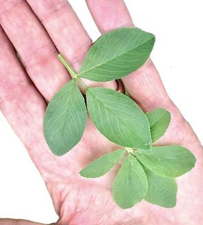 XQ500 Leaves1_edited.png