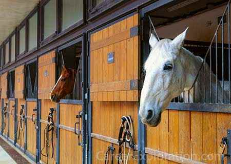 two horses hanging their heads out of their stable