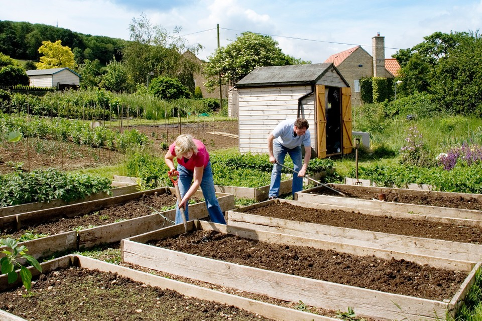 Workers on an Allotment garden
