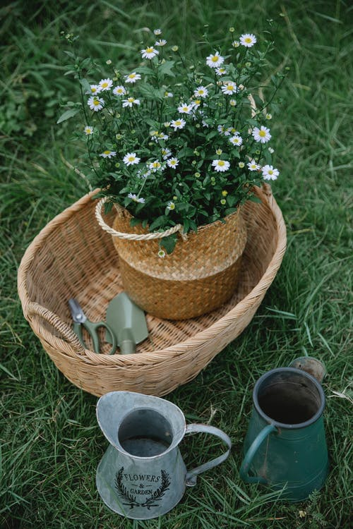 A nice vase of Daisy collection, Part of horticulture therapy