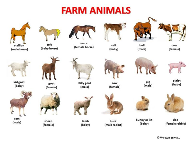 All animals that can be raised in a farm and their names below