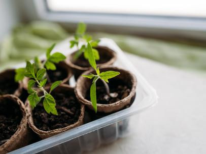 propagated herbs in a window