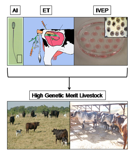 Illustration of Artificial insemination