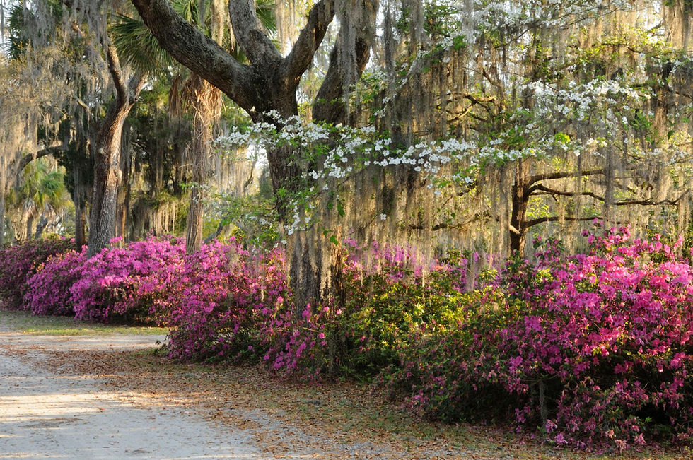 🌸 Spring in Mandarin: Local Flowers + Foraging Finds You’ll Actually See