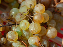 Uva bianca