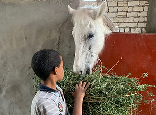 feeding the horses