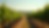 Eye-level view of vineyard rows stretching into the horizon