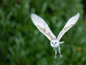 Les oiseaux du parc national de Killarney, Co Kerry