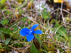 Gentiane printanière, fleur emblématique du Burren ©Chris Hill Photographic
