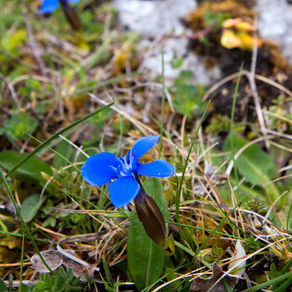 Gentiane printanière, fleur emblématique du Burren ©Chris Hill Photographic