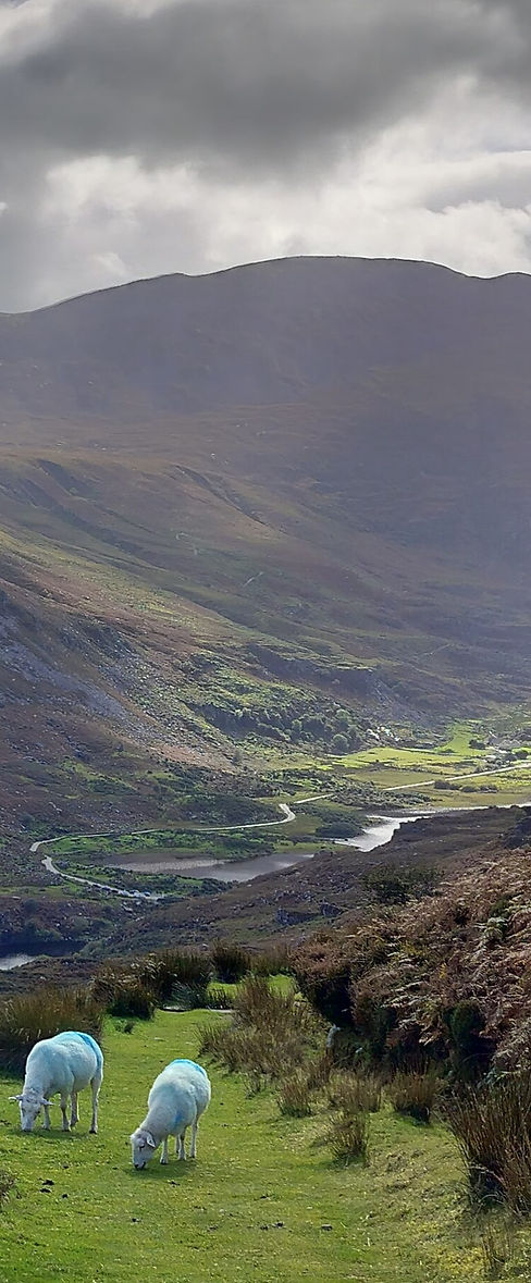 Gap of Dunloe - moutons - crédit photo Bénédite Reau