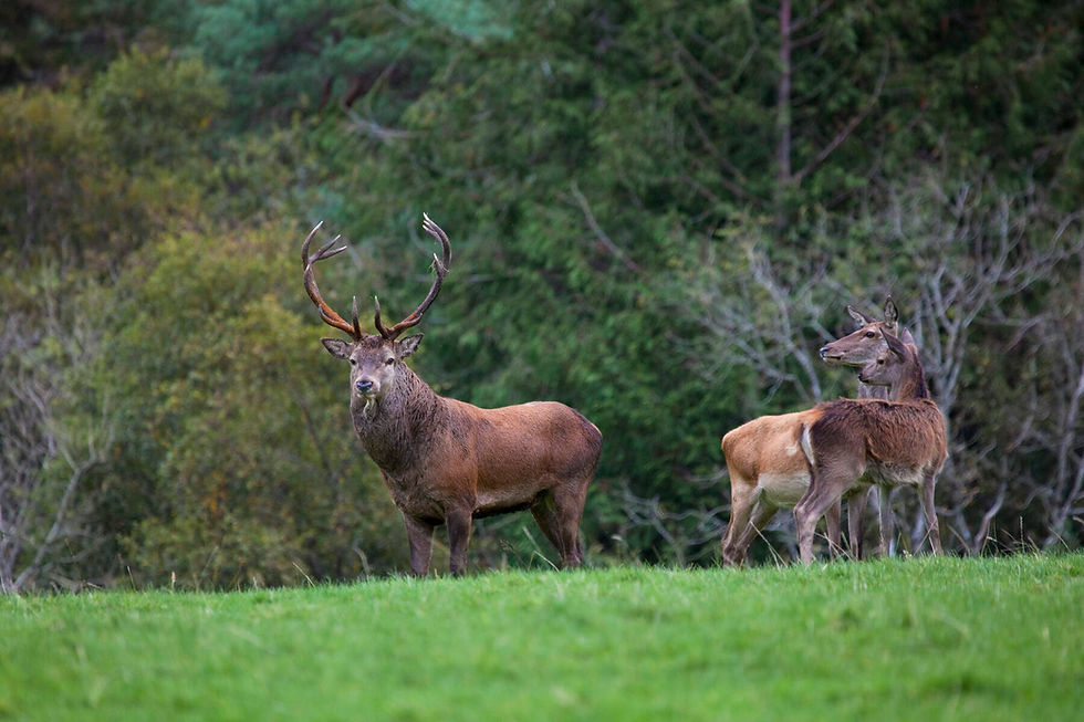 Red Deer, Parc national de Killarney, Co Kerry