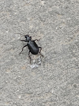 Churchyard Beetle