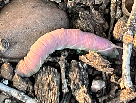 Waved Sphinx Caterpillar