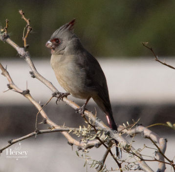 Pyrrhuloxia