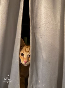 Quiet Curiosity